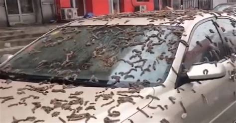 are worms falling from the sky in china